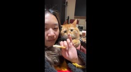 Cat's adorable attempt to rob a snack from owner’s mouth in northern China
