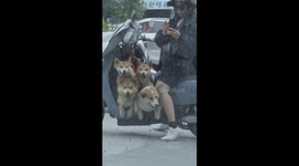 Adorable four dogs amaze onlookers by piling into a scooter