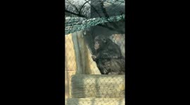 Chimpanzee Startled by Firecrackers in China