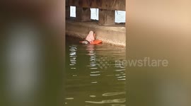 Brave woman swims under bridge to rescue cat