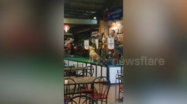 Dog joins band singing Happy Birthday on stage