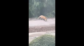 Beautiful adult red fox hanging out on our backyard pool cover on New Year’s Day in Pennsylvania