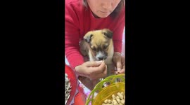 Owner hand-feeds sunflower seeds to adorable dog, capturing heartfelt bond in home