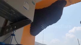 Pest catchers remove huge beehive on apartment balcony