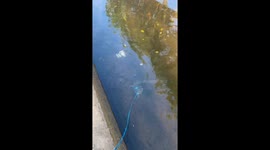 Woman Takes Turtle for a Walk by the Stream