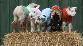 Five lambs given woolly jumpers to help them keep warm