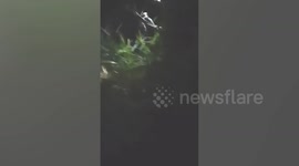 Shocked villagers find newborn baby abandoned in thicket in Thailand