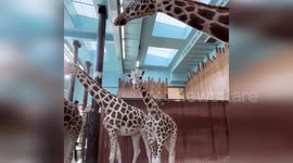 Curious Giraffe Steals Hearts at Milwaukee County Zoo, USA