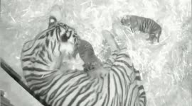 Endangered Newborn Sumatran Tiger Cubs Cuddling Up With Mum in Berlin Zoo, Germany