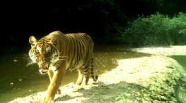 Angry tiger bares fangs at forest camera