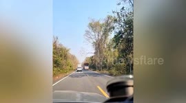 Elephant checks passing cars like a toll booth operator