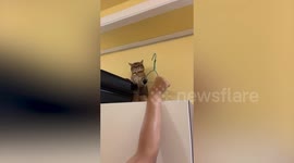 Pet cat refuses to let go of coat hanger