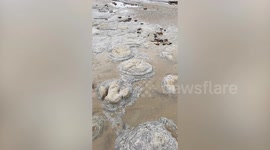Family walking on beach discover eight dinosaur footprints