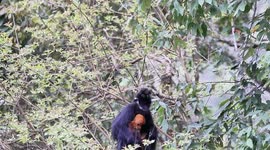 Black langurs at the Mayang River Nature Reserve in Tongren, China