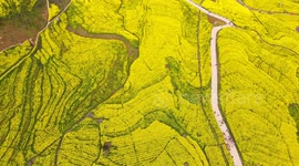 A rural road passes through rapeseed flowers in full bloom in Enshi, China