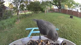 Bird feeder camera captures hilarious images of range of animals grabbing midnight snack
