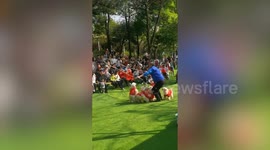 Group of clever poodles skip rope in unison