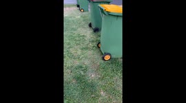 Giant Stick Insect On Wheelie Bin