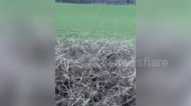 Runner finds unlikely jogging partner in a wild pheasant who joins him every morning