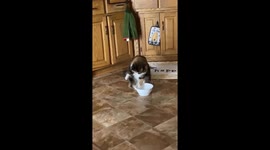 Minneapolis cat makes a splash in water bowl