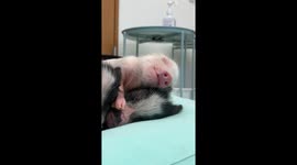 Sleeping Micro Pig Siblings Cuddle