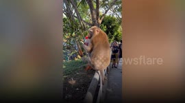 Animals Stealing Food