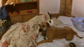 Unlikely Animal Friendships