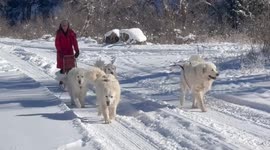 Dog Sledding in Dayton Wyoming