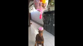 Doberman Celebrates Birthday With Pinata