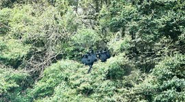 Jinfo Mountain Black Langurs in Chongqing, China