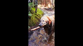 Hiking Golden Retriever Finds Mud Puddle