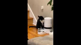Cats Hack Automatic Feeder