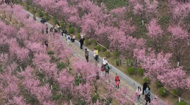 People visiting the blooming plum blossoms in Chongqing, China