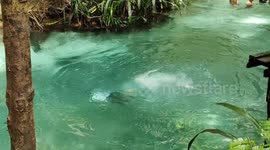 The Beautiful Enchantment of Kali Biru Raja Ampat, a Hidden Gem of Crystal Clear River