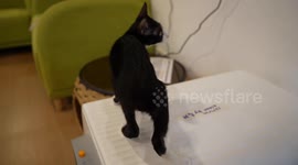Pet cafe rescues street cats and lets customers adopt them