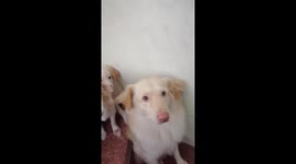 Caught in the act: doggy feast fiasco unveiled in hilarious confrontation video