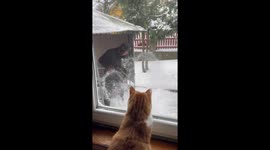 Feline snowplay: Vilnius cat pounces at winter delight