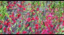 Peach Blossoms Blossom As Willows Are Blown By The Wind in Chongqing, China