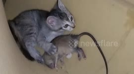 Kitten receives a mouse from its mother for the first time
