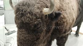 Realistic Bison spotted at Gentle monster at TRX Kuala Lumpur Malaysia