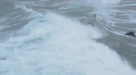 A surfer with a wild seal who takes a fancy to him. Newquay Bay, Cornwall, UK,