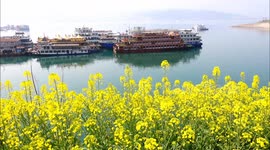 Rapeseed Flowers Against the Three Gorges Reservoir of the Yangtze River in Yichang, China