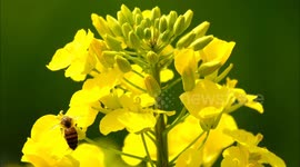 Rapeseed Flowers Bloom in Yichang, China