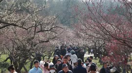 People enjoy plum blossoms in Nanjing, China