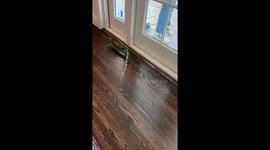 Iguana Sprints Across House