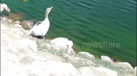 When ducks keep marching up and down the golf course and a special attraction during international golf events at the Doha Golf Club course in Qatar