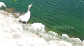 When ducks keep marching up and down the golf course and a special attraction during international golf events at the Doha Golf Club course in Qatar