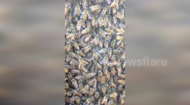 Invasive Asian honeybees thrive in North Queensland