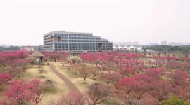 Blooming plum blossoms in Ningbo, China