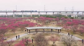 Tourists Enjoy Blooming Plum Blossoms in Ningbo, China